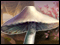 Mushroom Age Deluxe